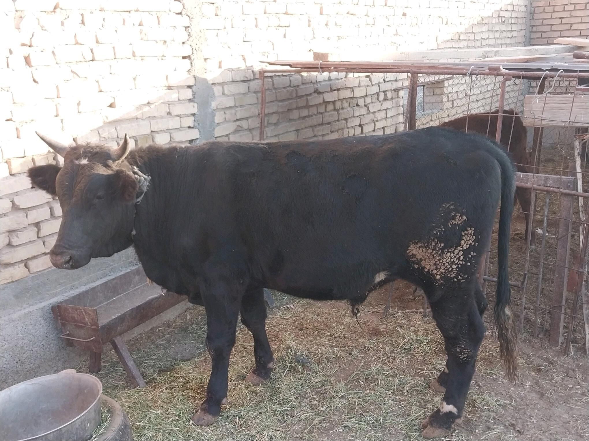 BakylanÖküz - Kaka - img 4