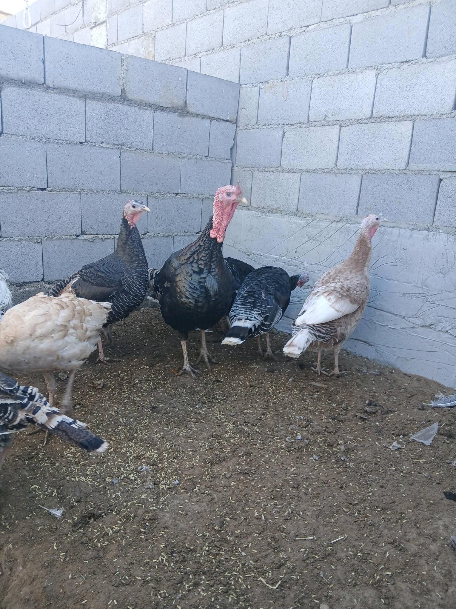 Induk - Яшлык - img 3