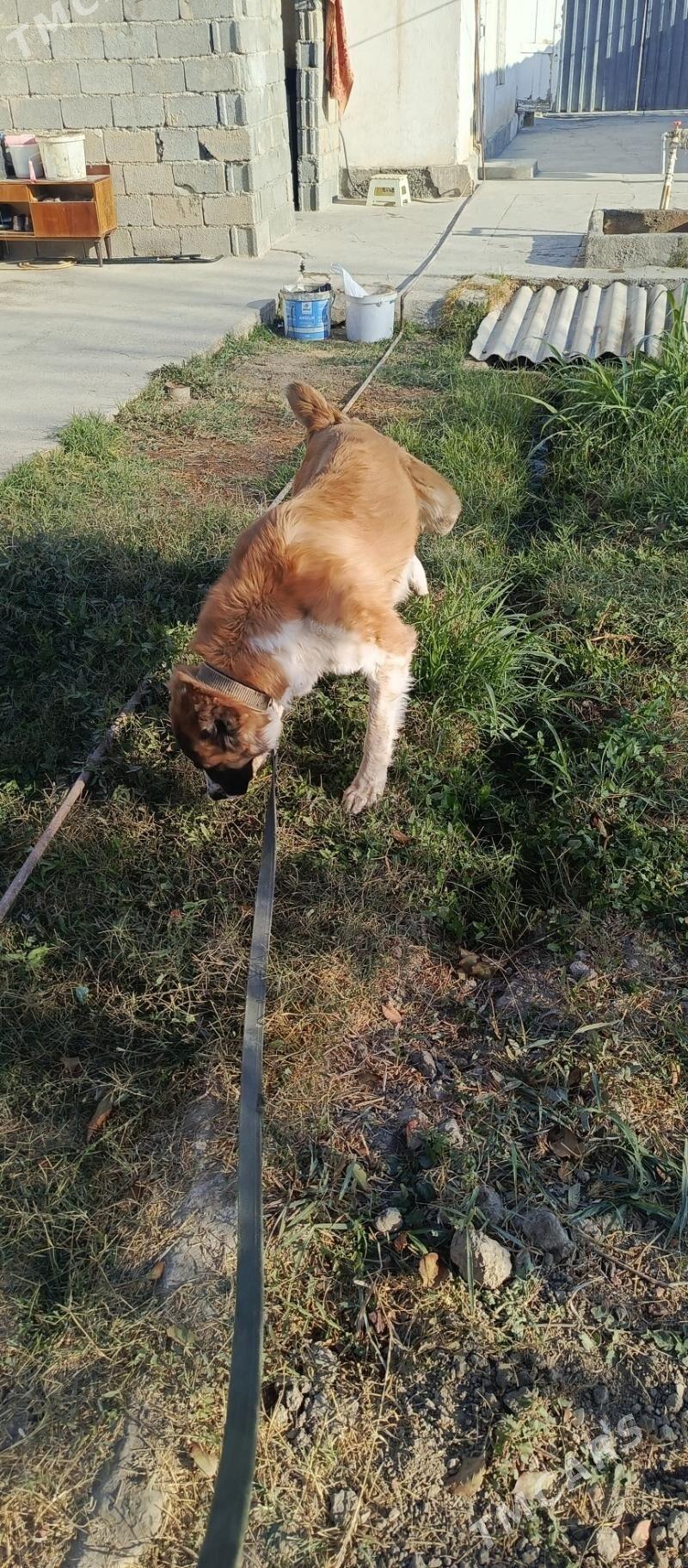 gujuk - Aşgabat - img 4