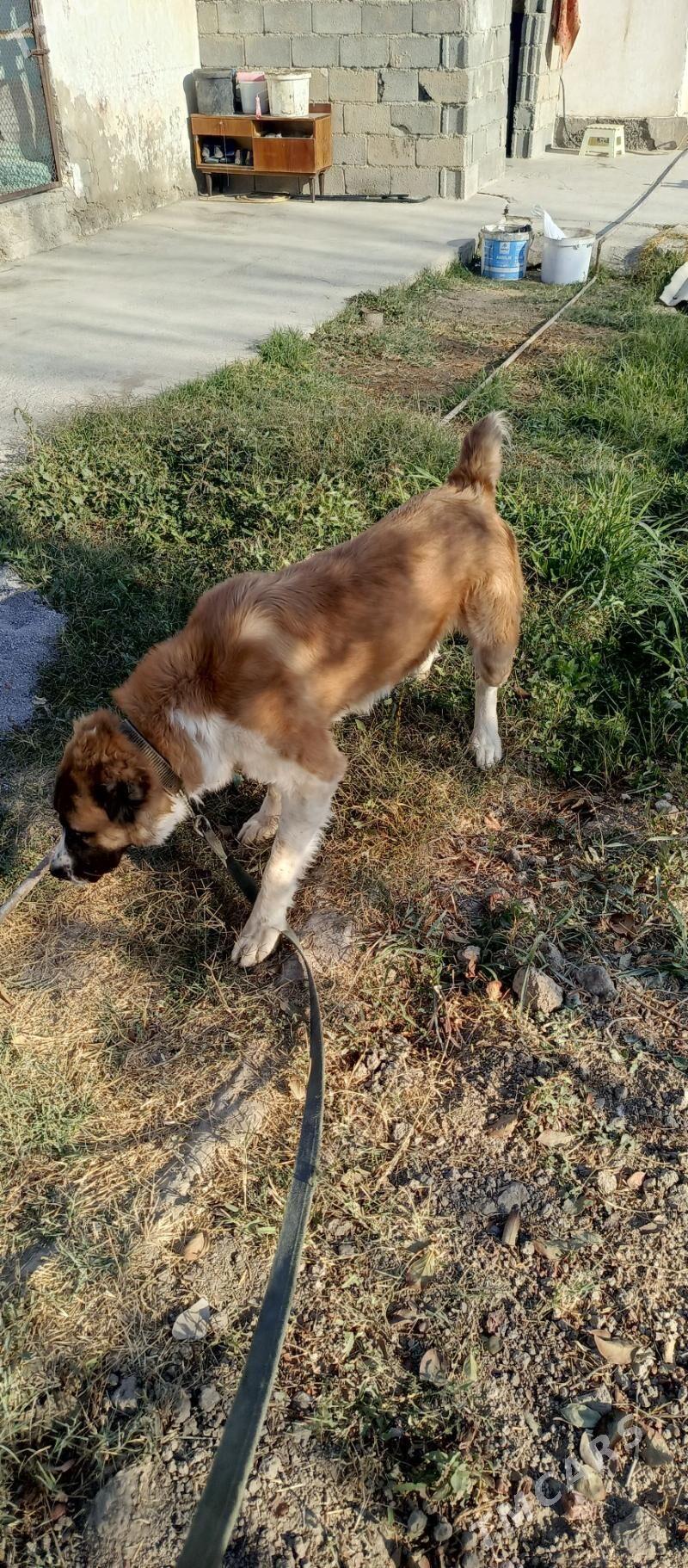 gujuk - Aşgabat - img 3