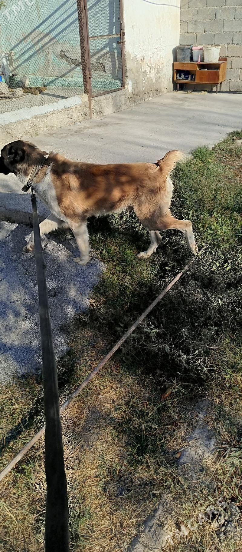 gujuk - Aşgabat - img 2