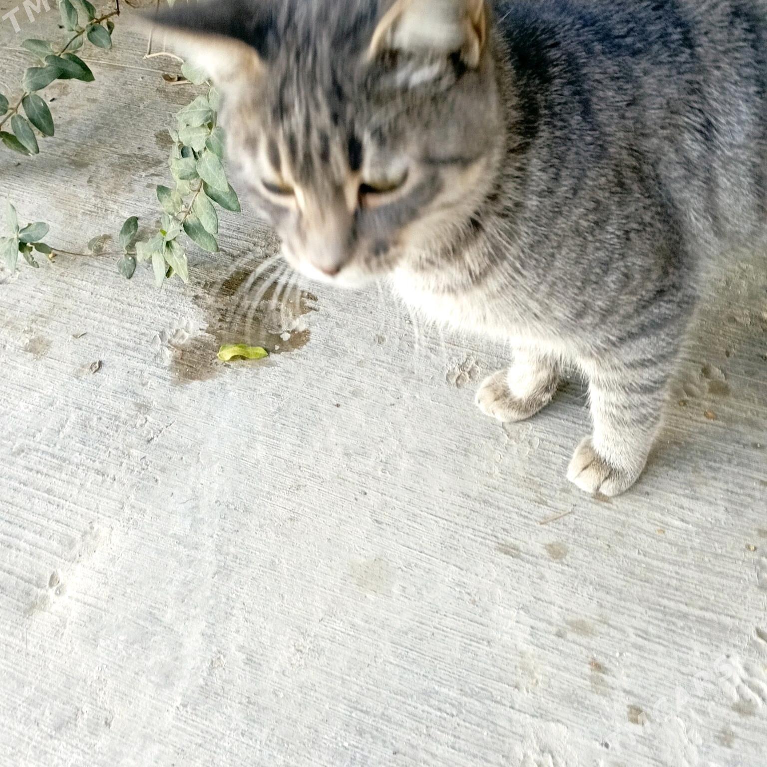 кошка - Mary - img 3