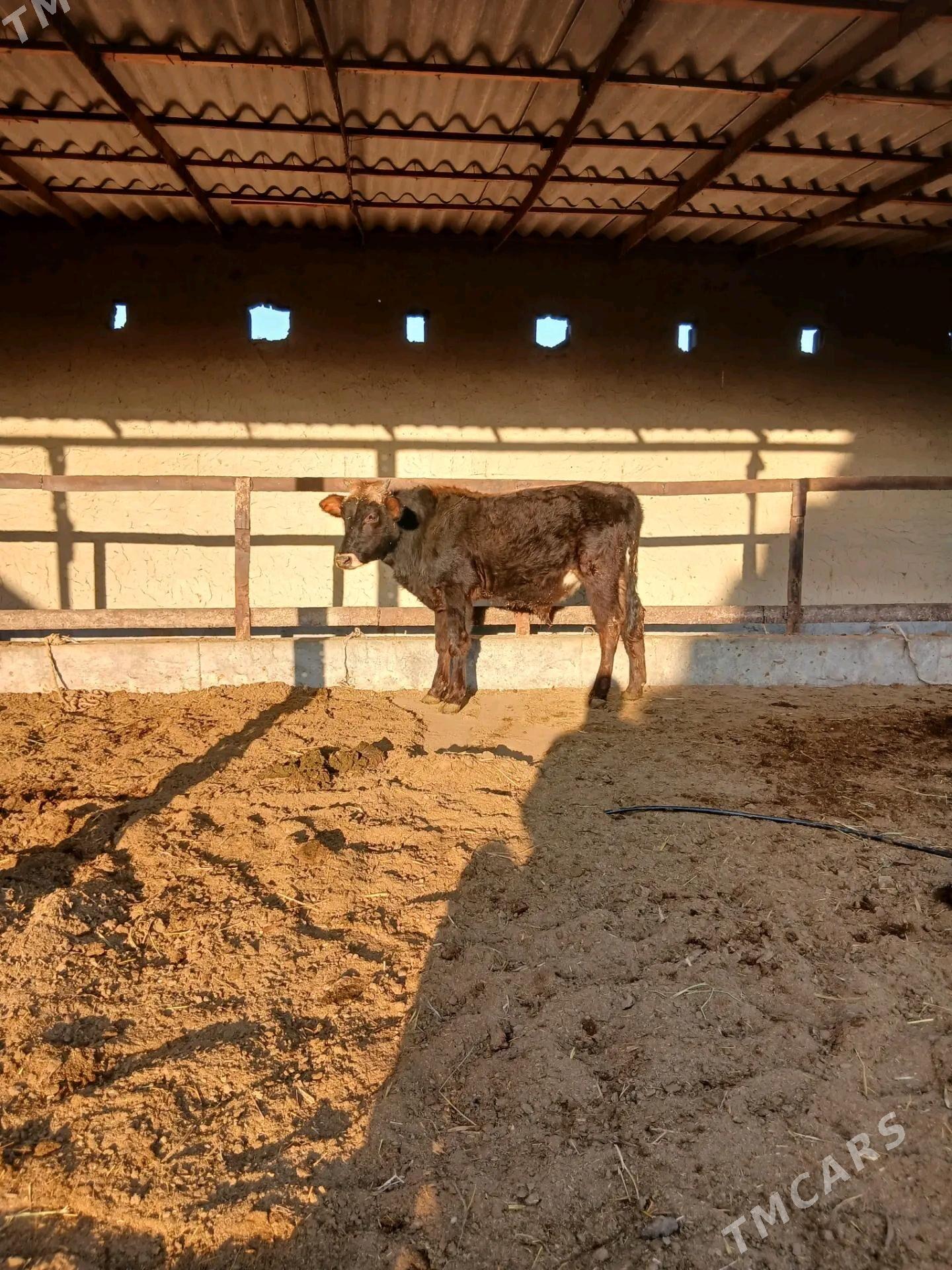 Okizler - Бахарден - img 5