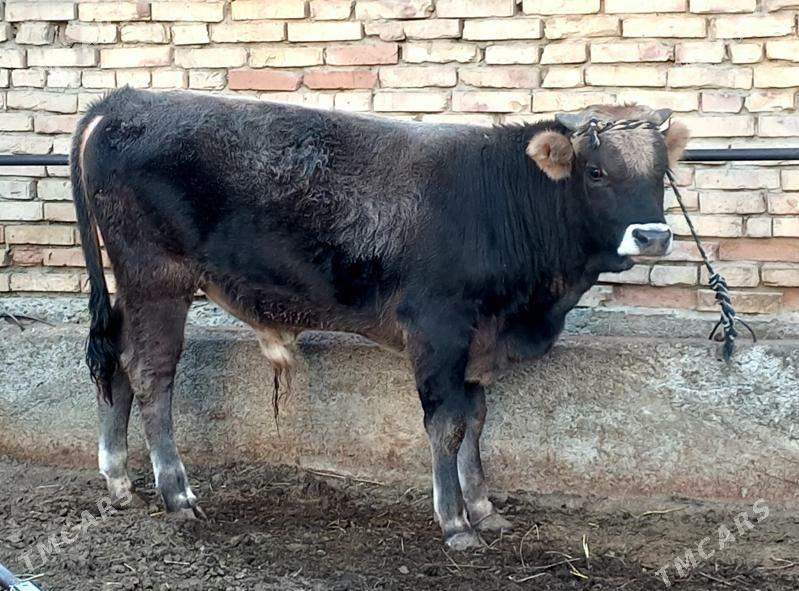 Şiwes tohum okuz - Gökdepe - img 2