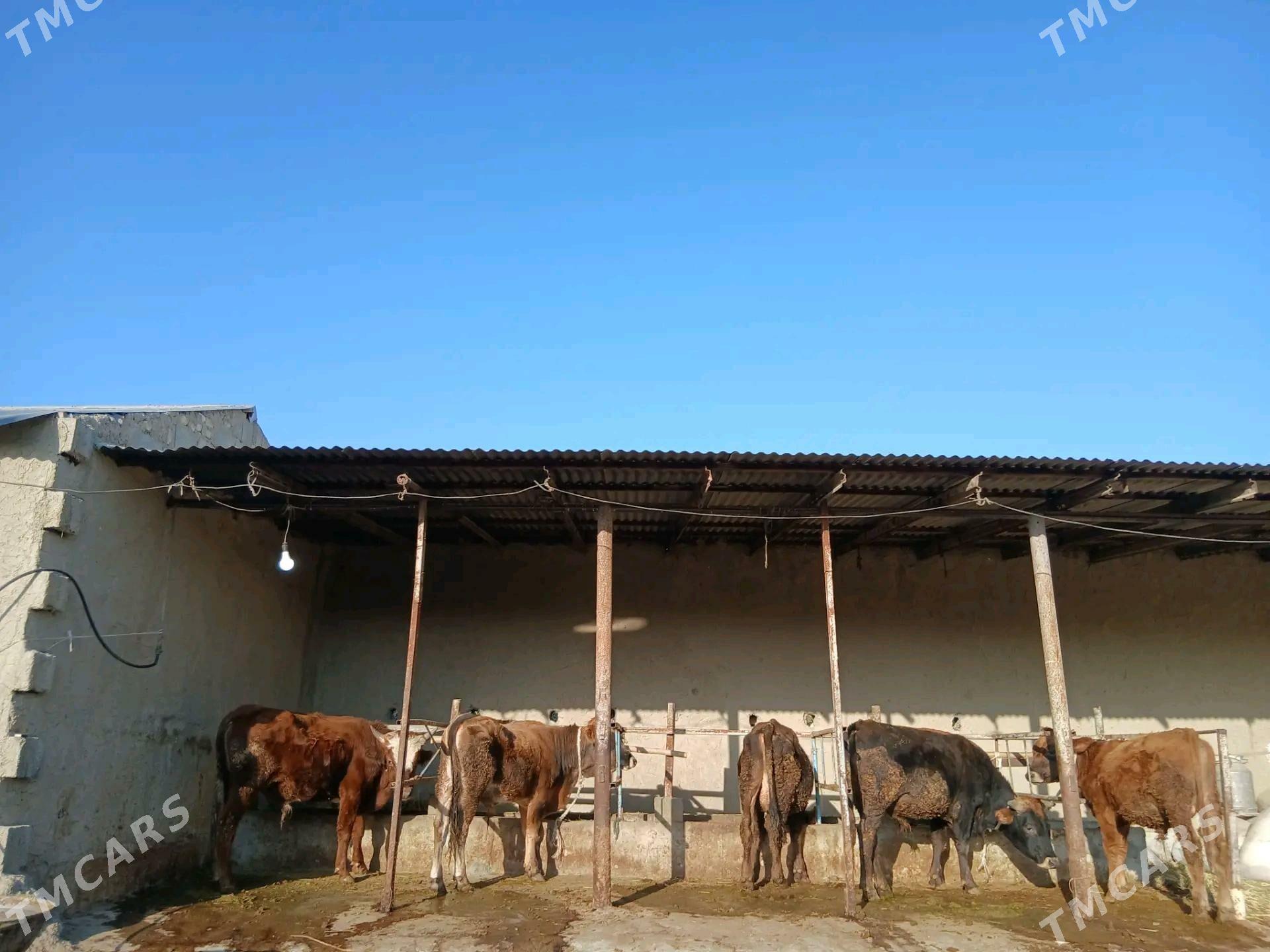 Okizler - Бахарден - img 2