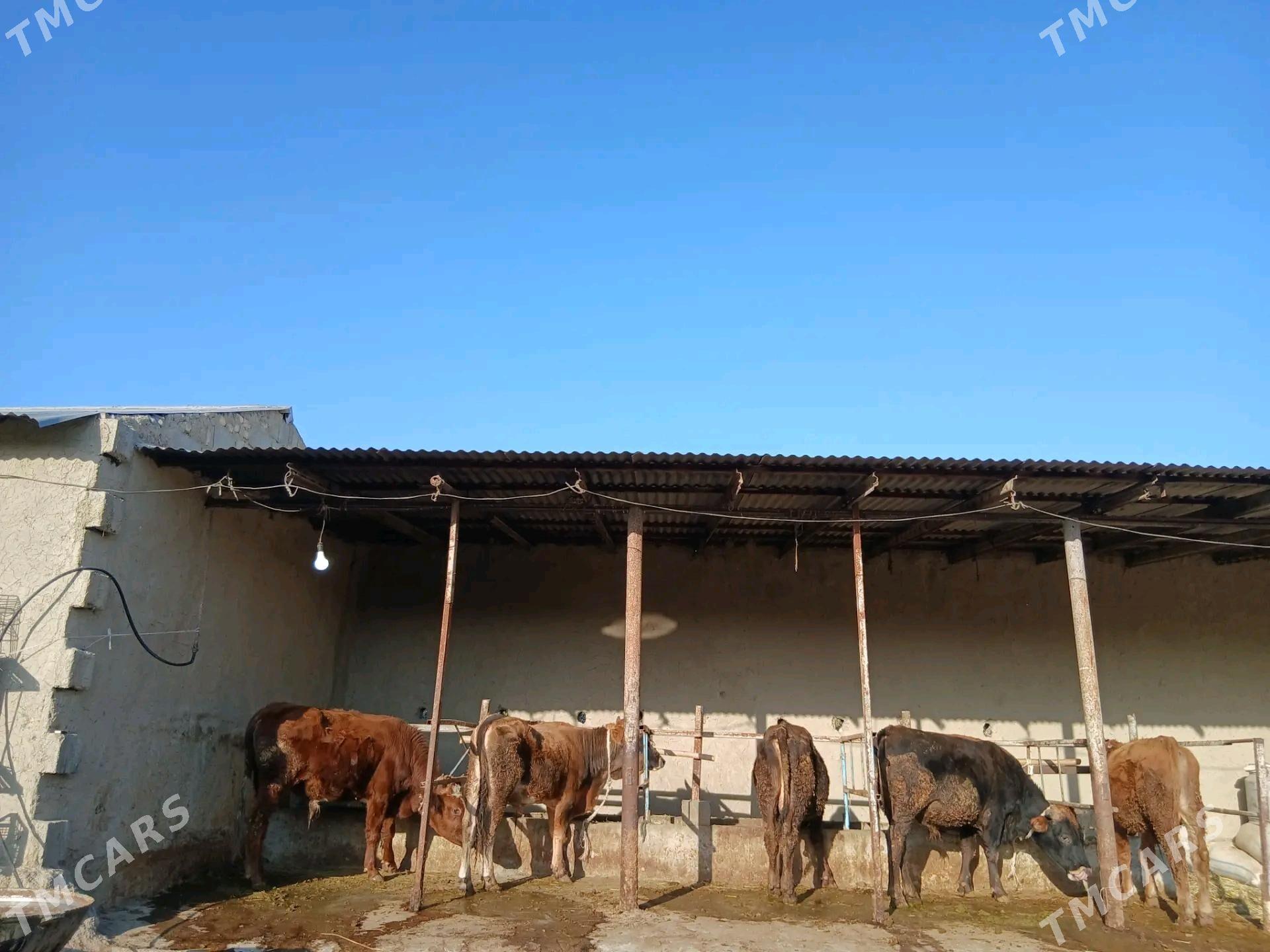 Okizler - Бахарден - img 1