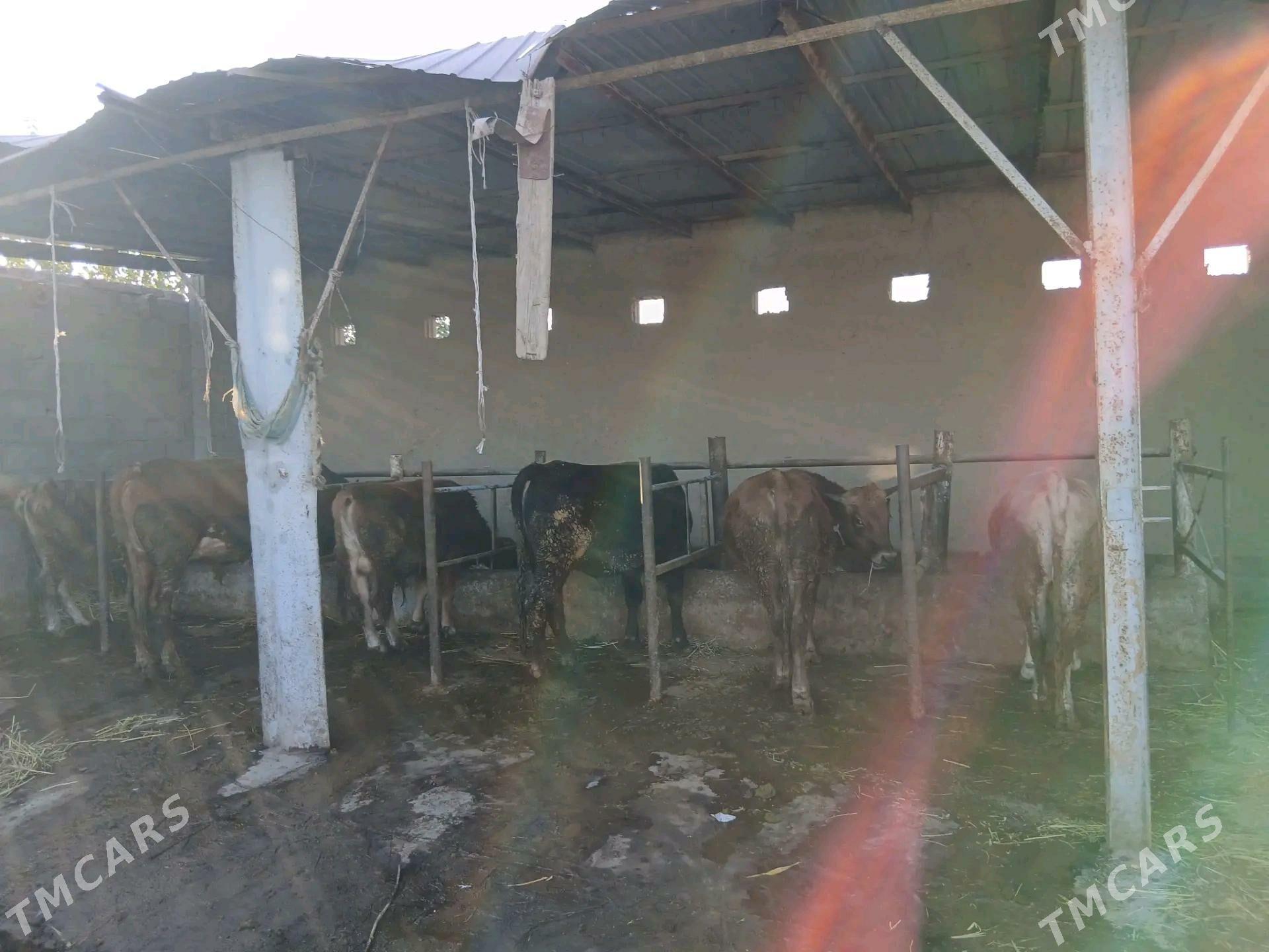 Okizler - Бахарден - img 4