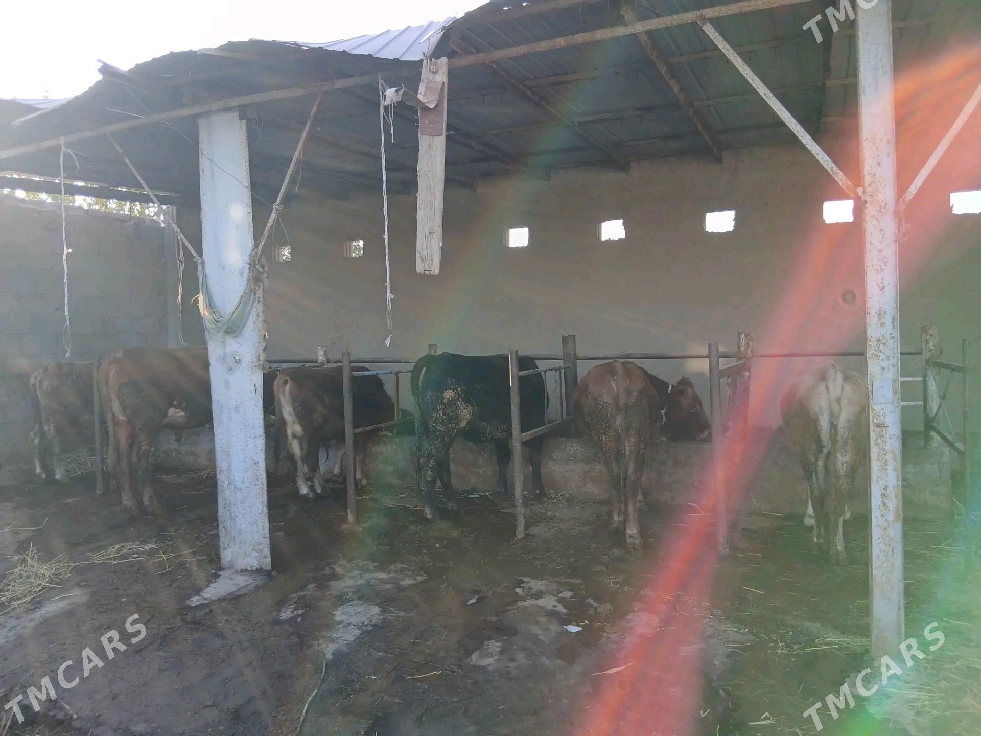 Okizler - Бахарден - img 3