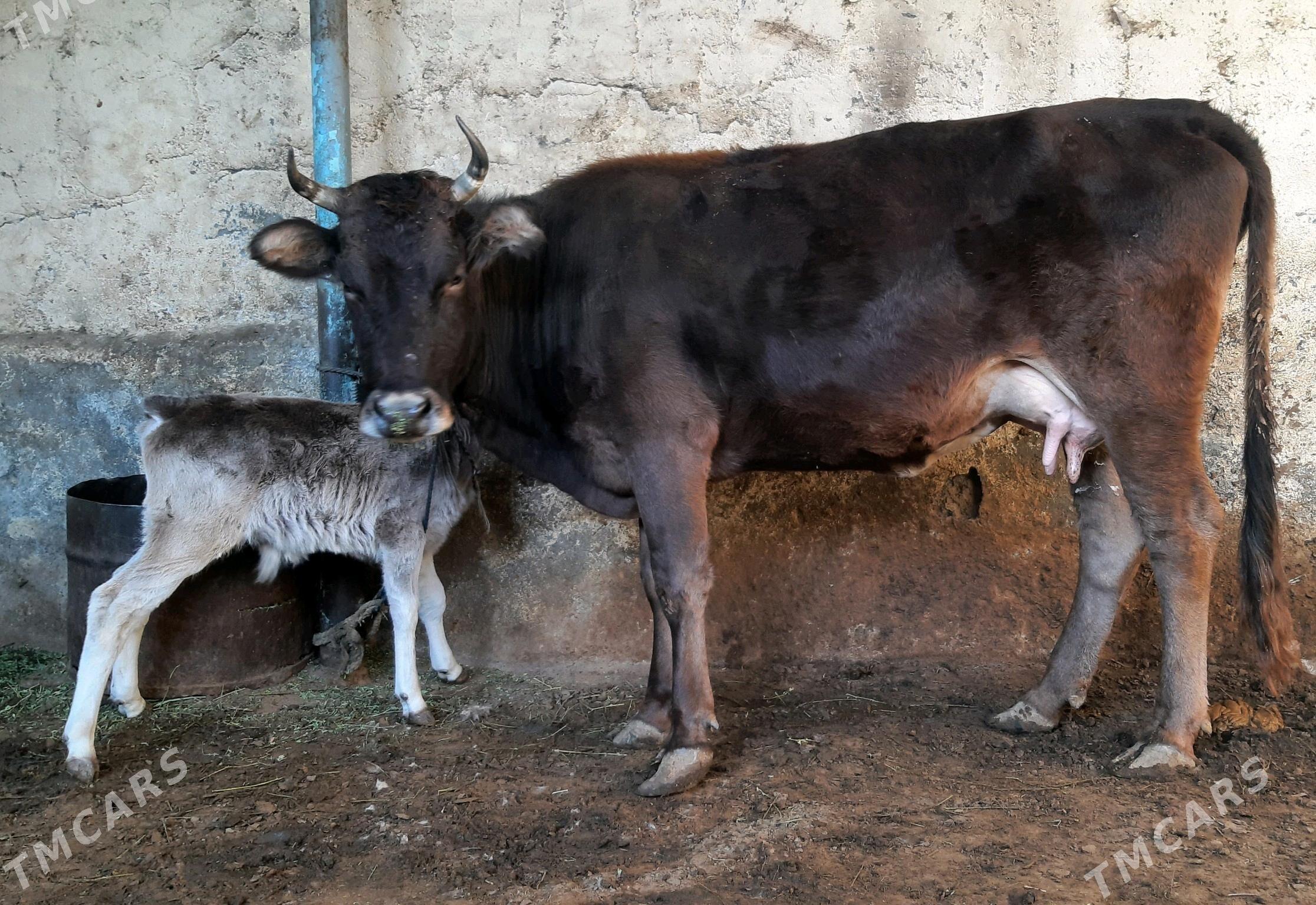 Goleli Sygyr - Aşgabat - img 2