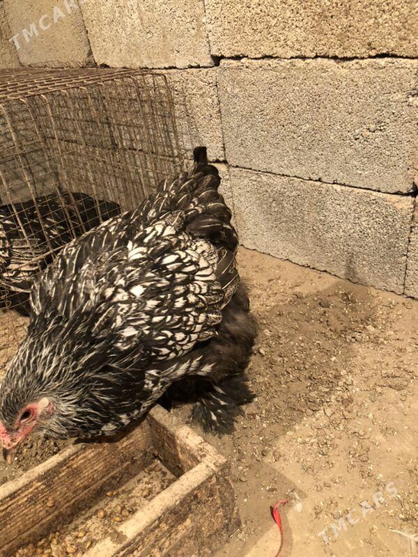 Brama silwer - Herrikgala - img 3