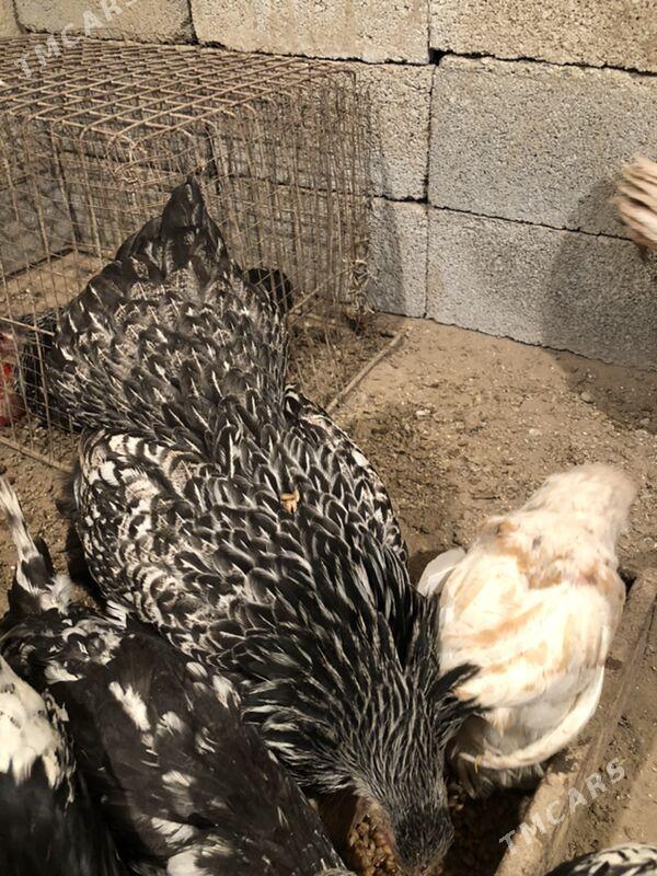 Brama silwer - Herrikgala - img 7