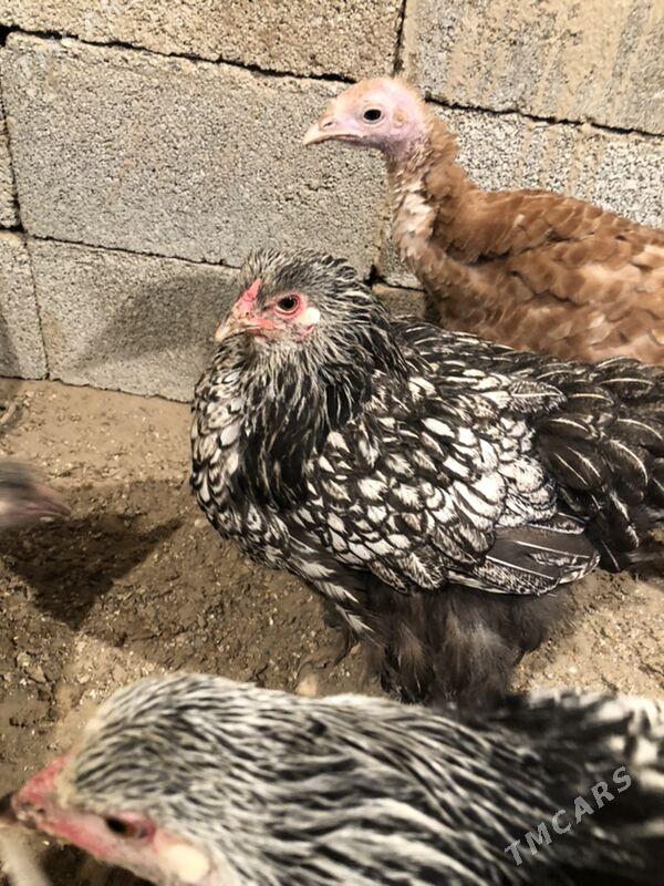 Brama silwer - Herrikgala - img 6