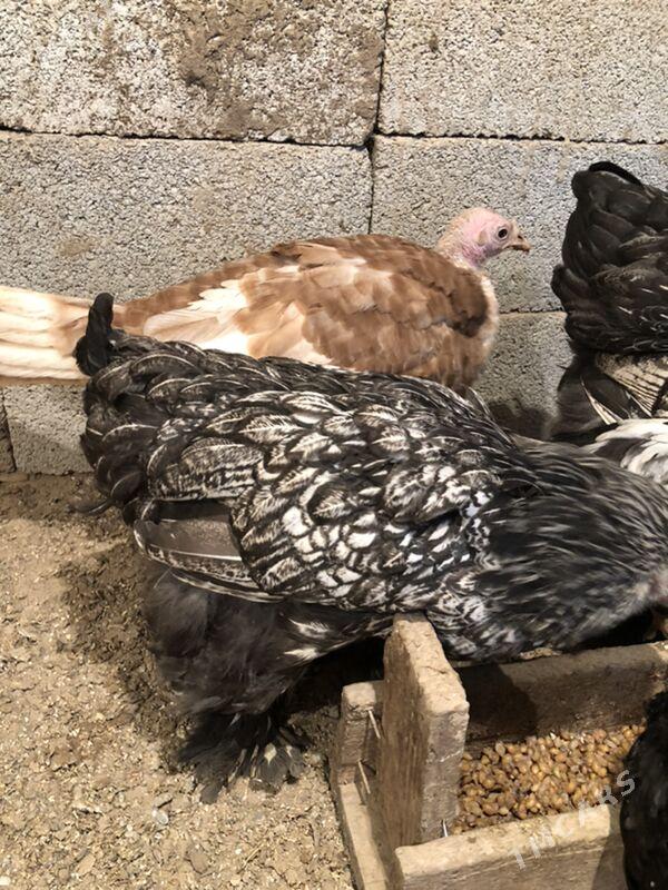 Brama silwer - Herrikgala - img 5