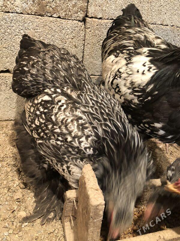 Brama silwer - Herrikgala - img 2