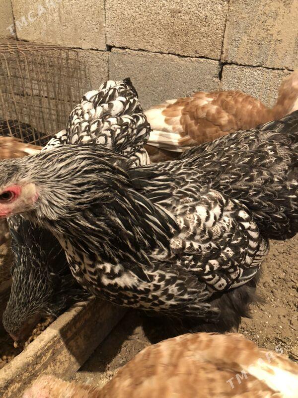 Brama silwer - Herrikgala - img 4