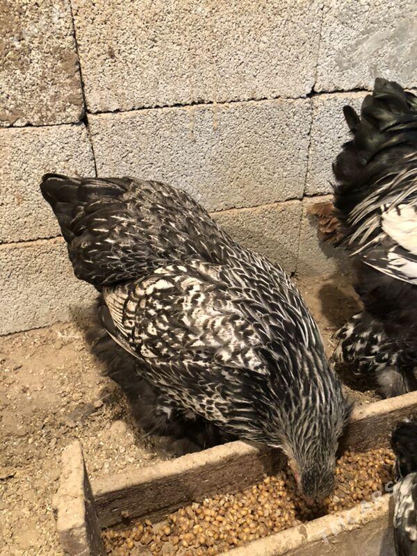 Brama silwer - Herrikgala - img 1