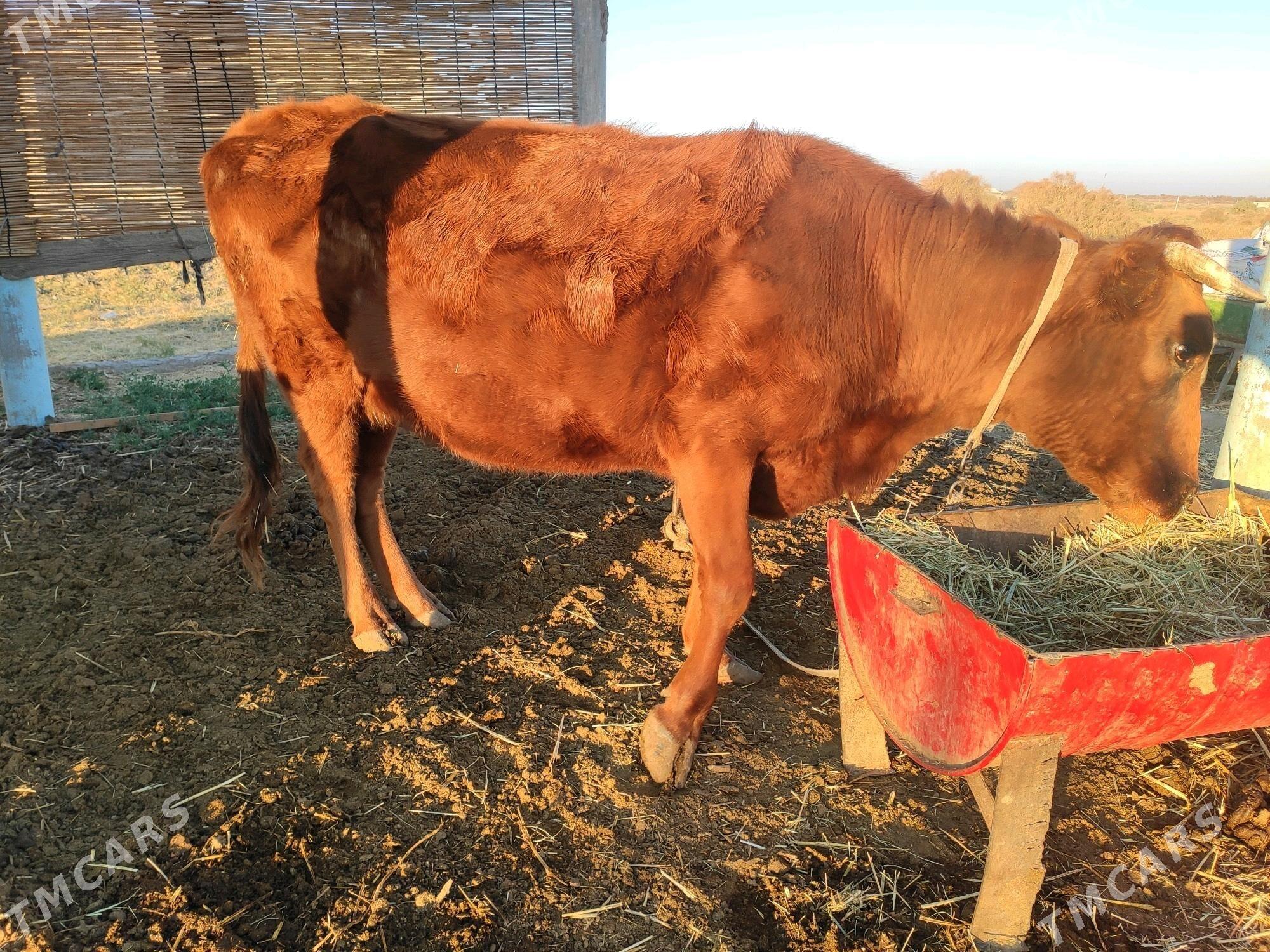 Bogaz sygyr - Wekilbazar - img 3