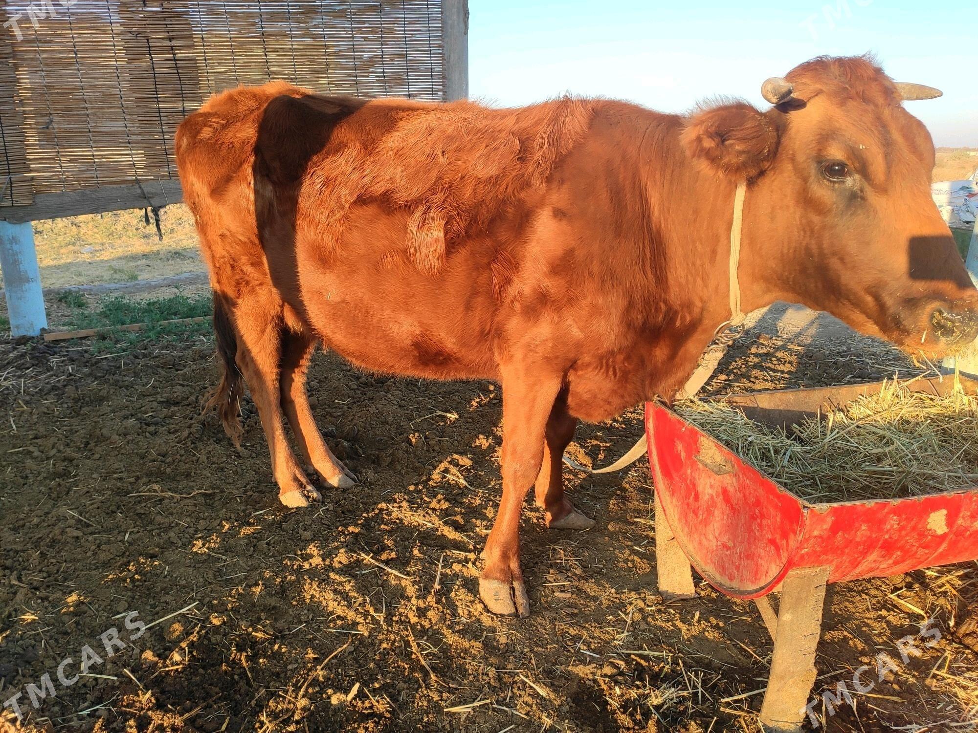 Bogaz sygyr - Wekilbazar - img 4