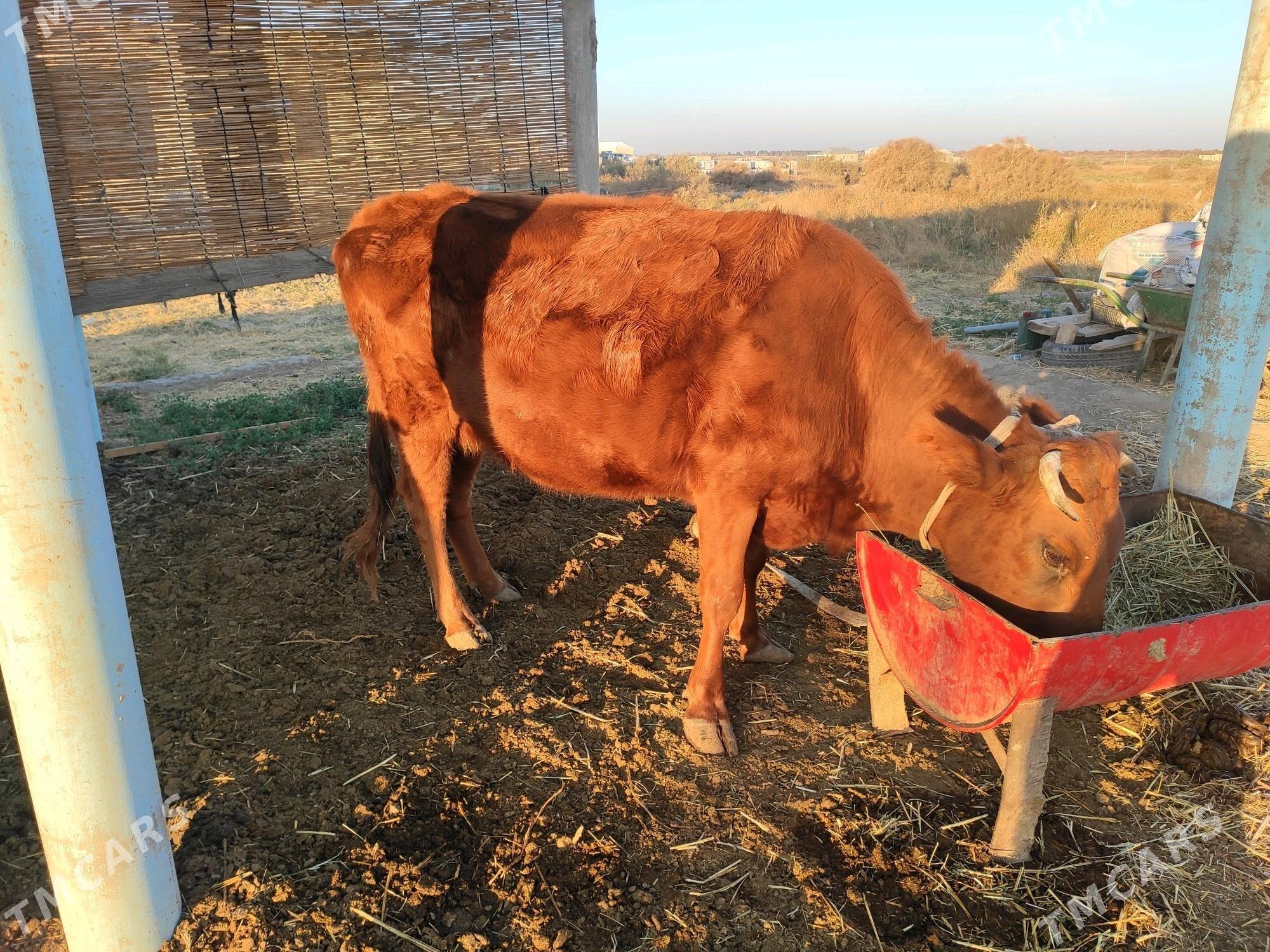 Bogaz sygyr - Wekilbazar - img 1