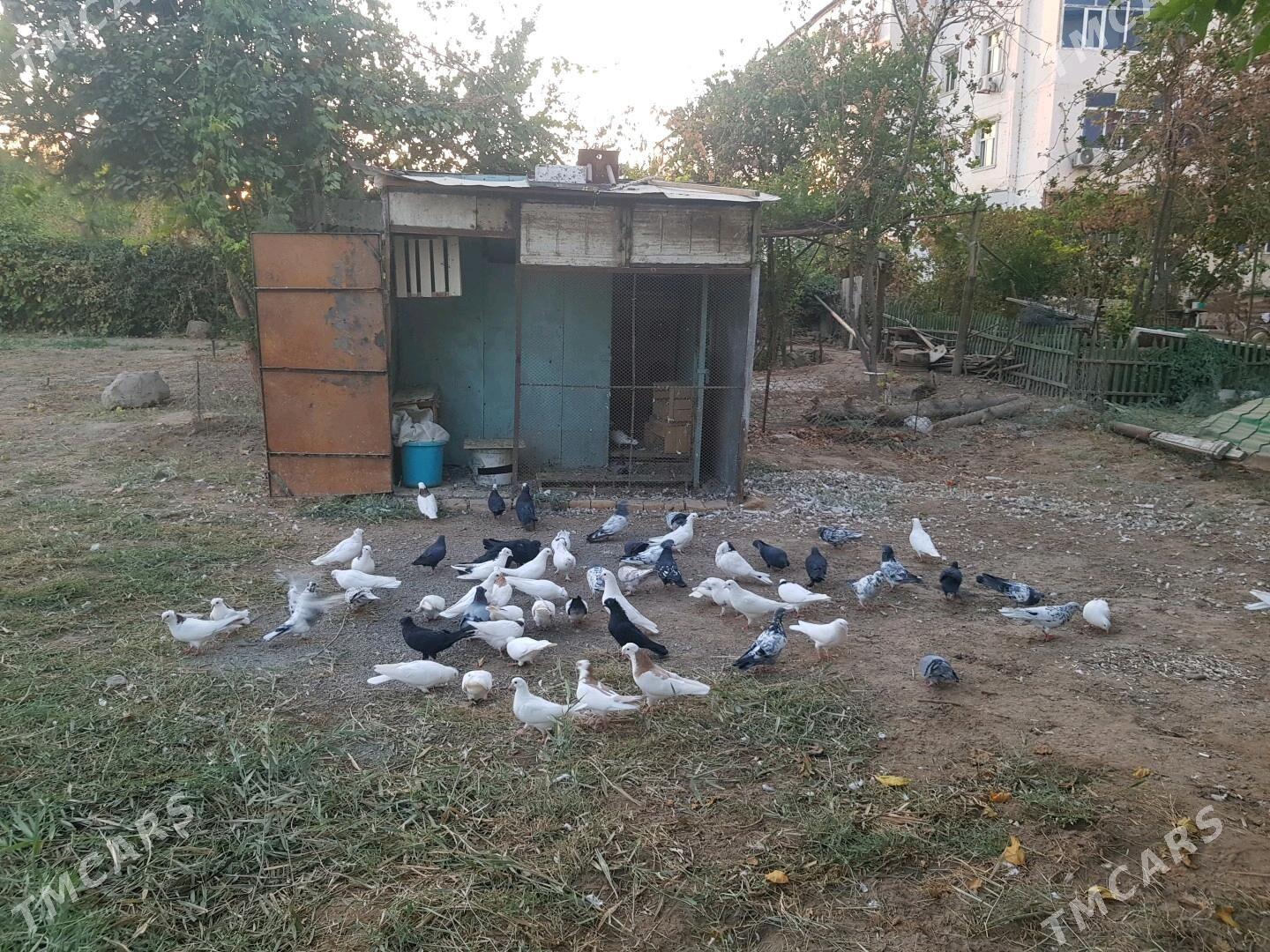 kepter - Туркменабат - img 2