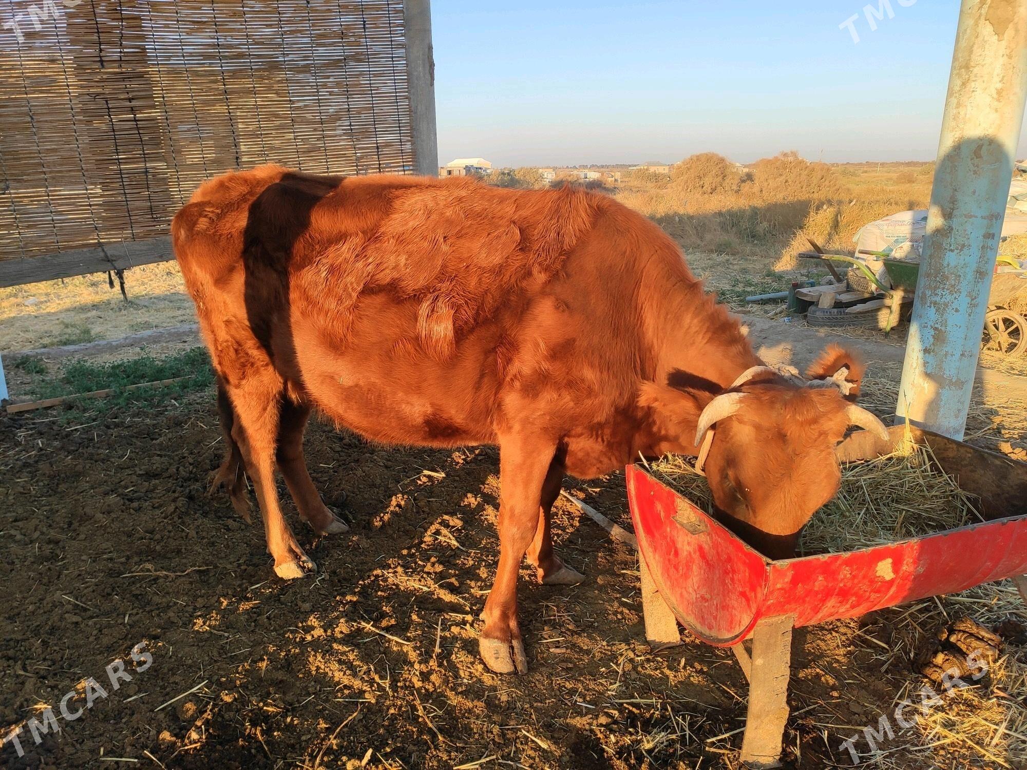 Bogaz sygyr - Wekilbazar - img 2