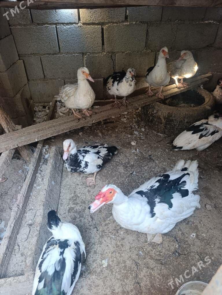 Ordek - Гызыларбат - img 2