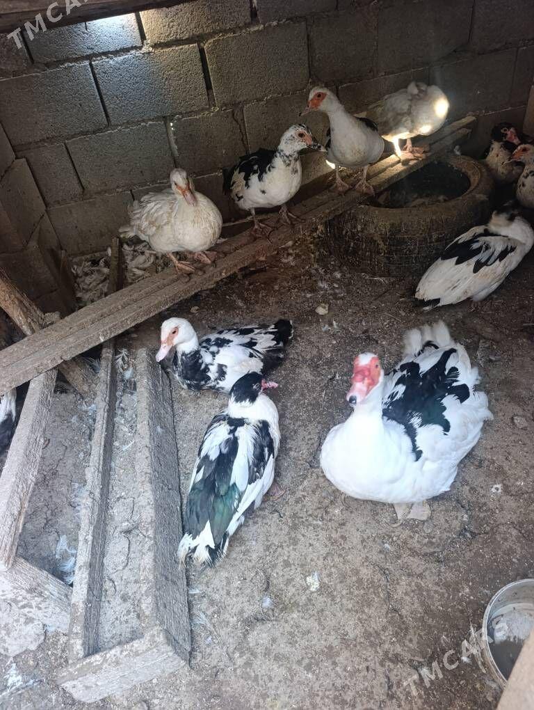 Ordek - Гызыларбат - img 1