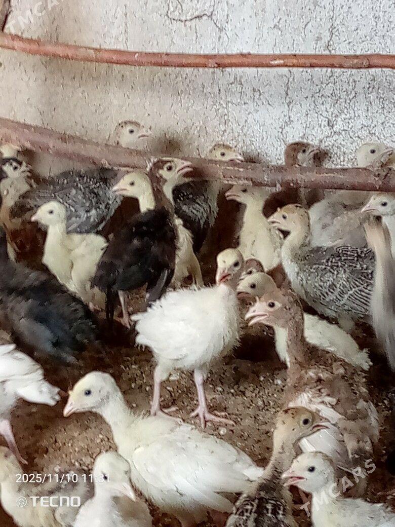 induk jüýje - Каракумский этрап - img 3