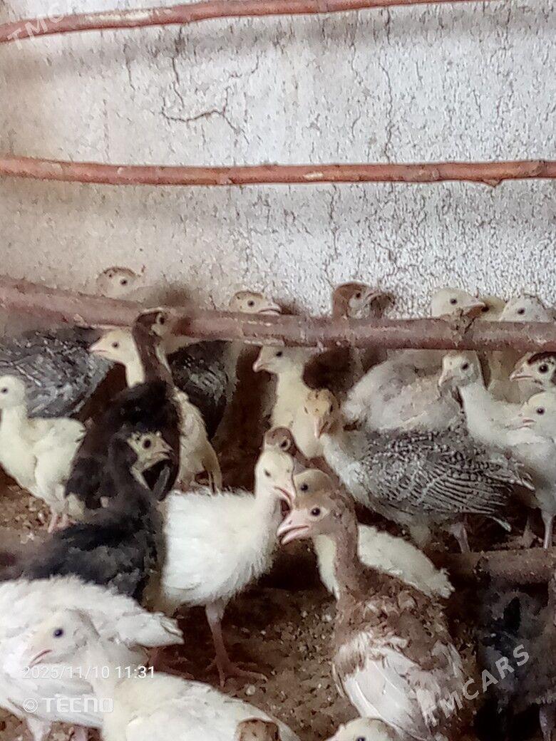 induk jüýje - Каракумский этрап - img 2