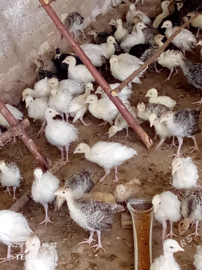 induk jüýje - Каракумский этрап - img 5