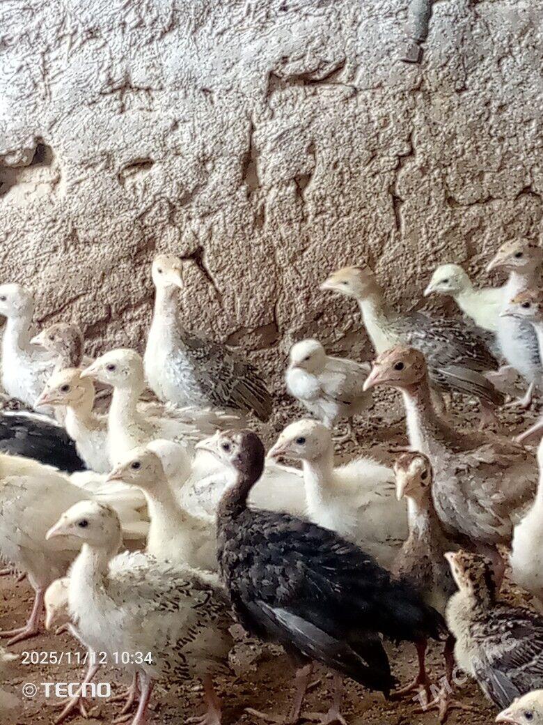 induk jüýje - Каракумский этрап - img 6