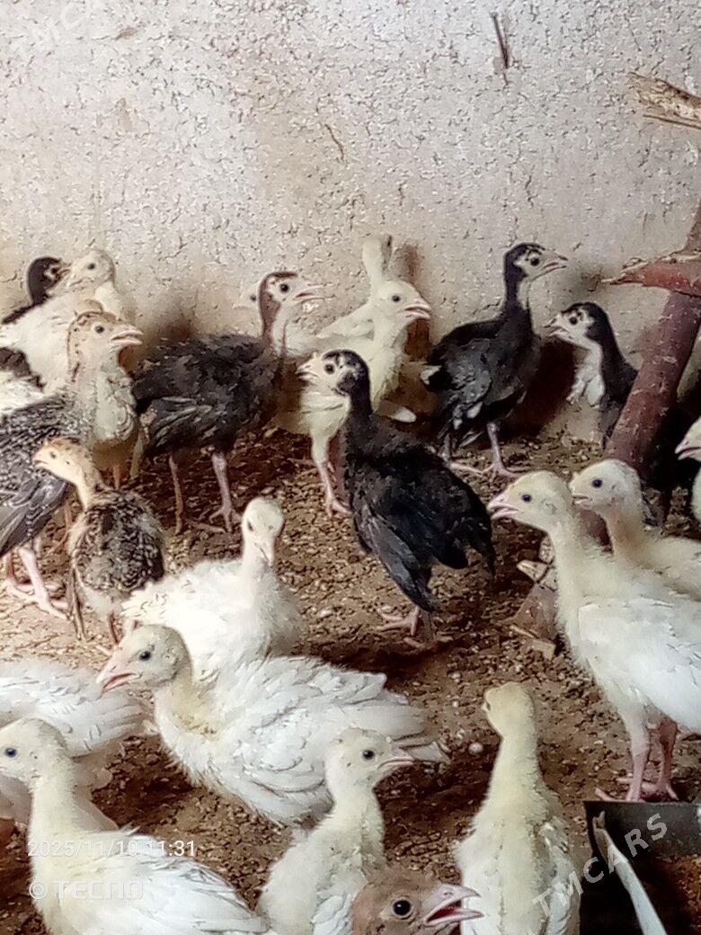 induk jüýje - Каракумский этрап - img 4