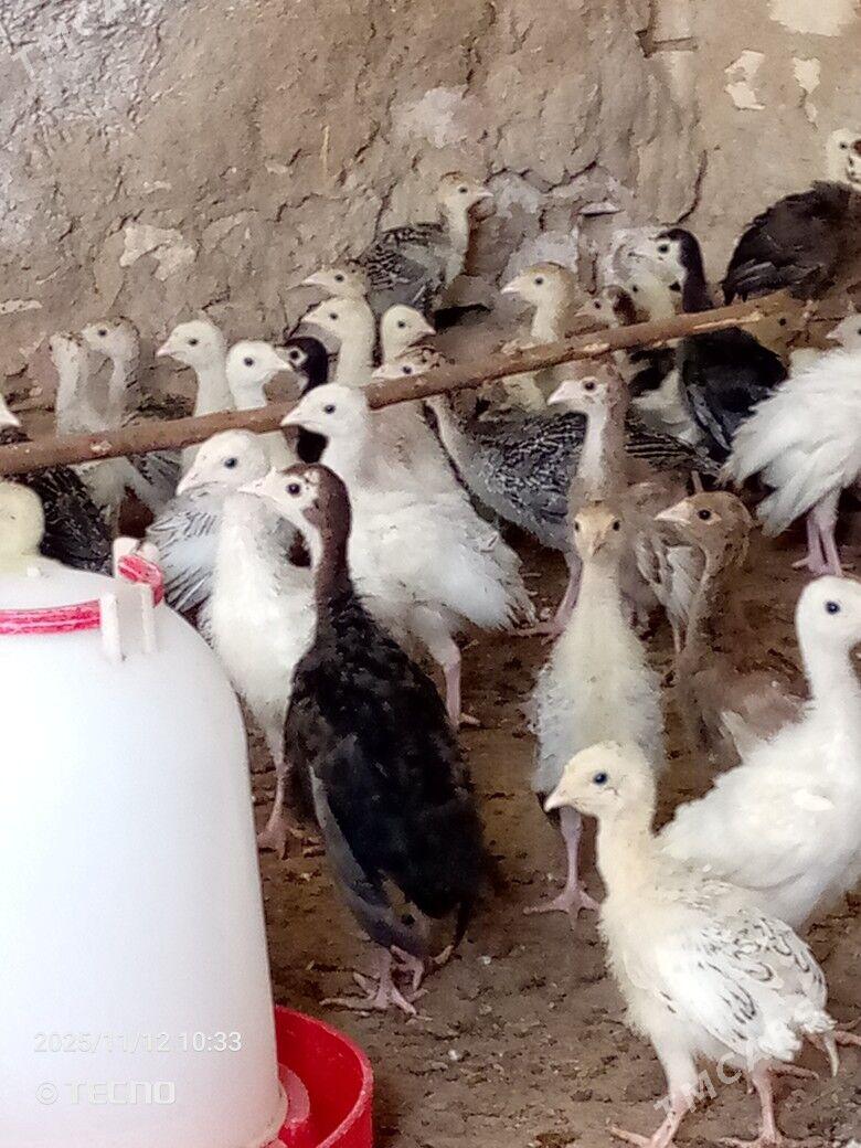 induk jüýje - Каракумский этрап - img 1