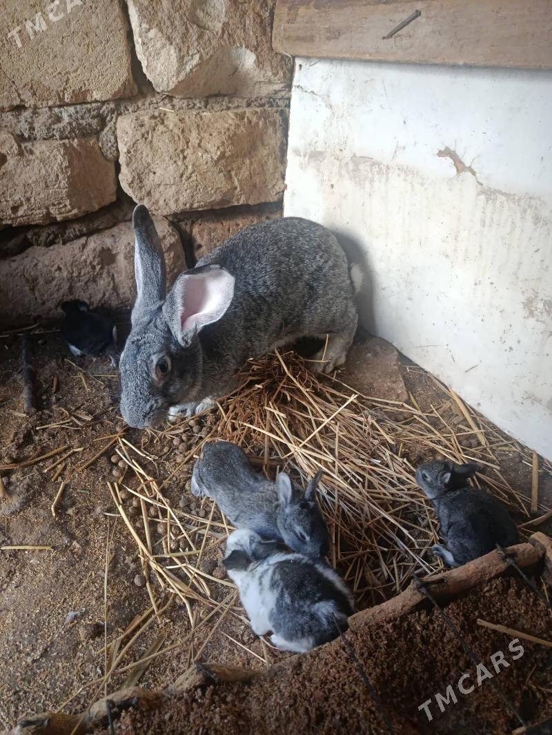 welikan towsan - Türkmenbaşy - img 1