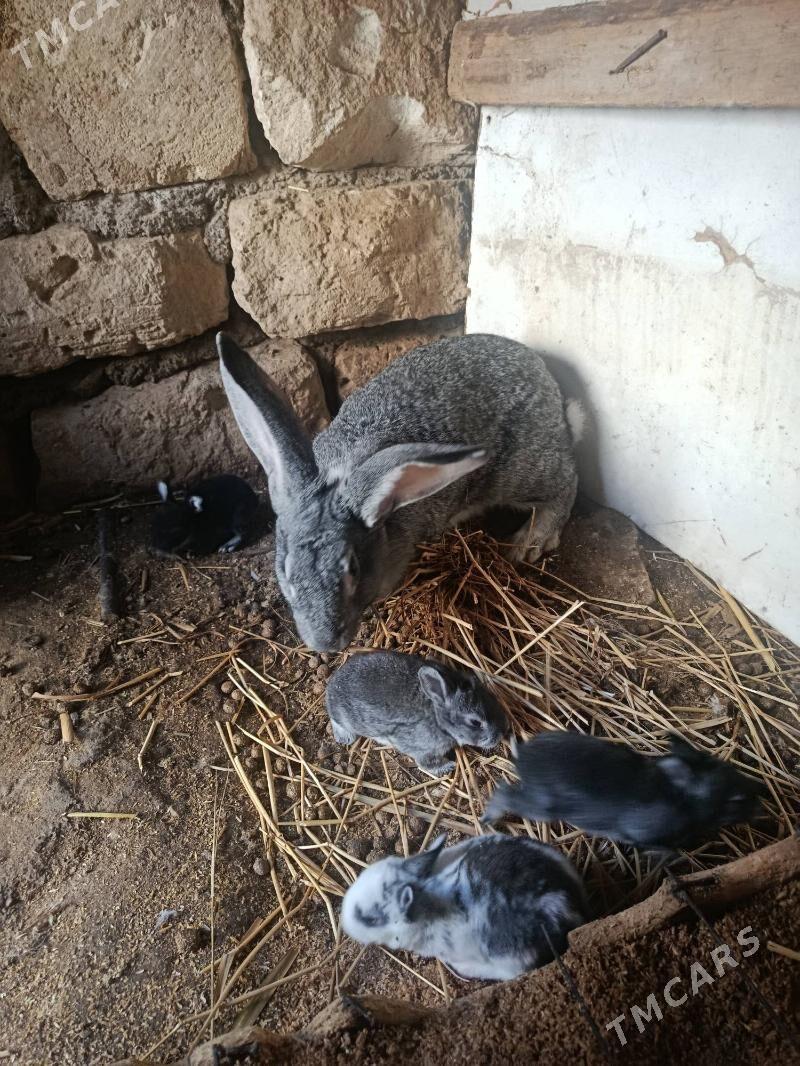 welikan towsan - Türkmenbaşy - img 2