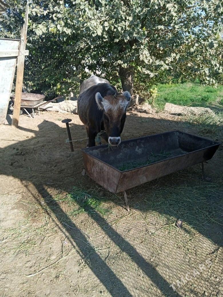 tüwe - Gökdepe - img 2