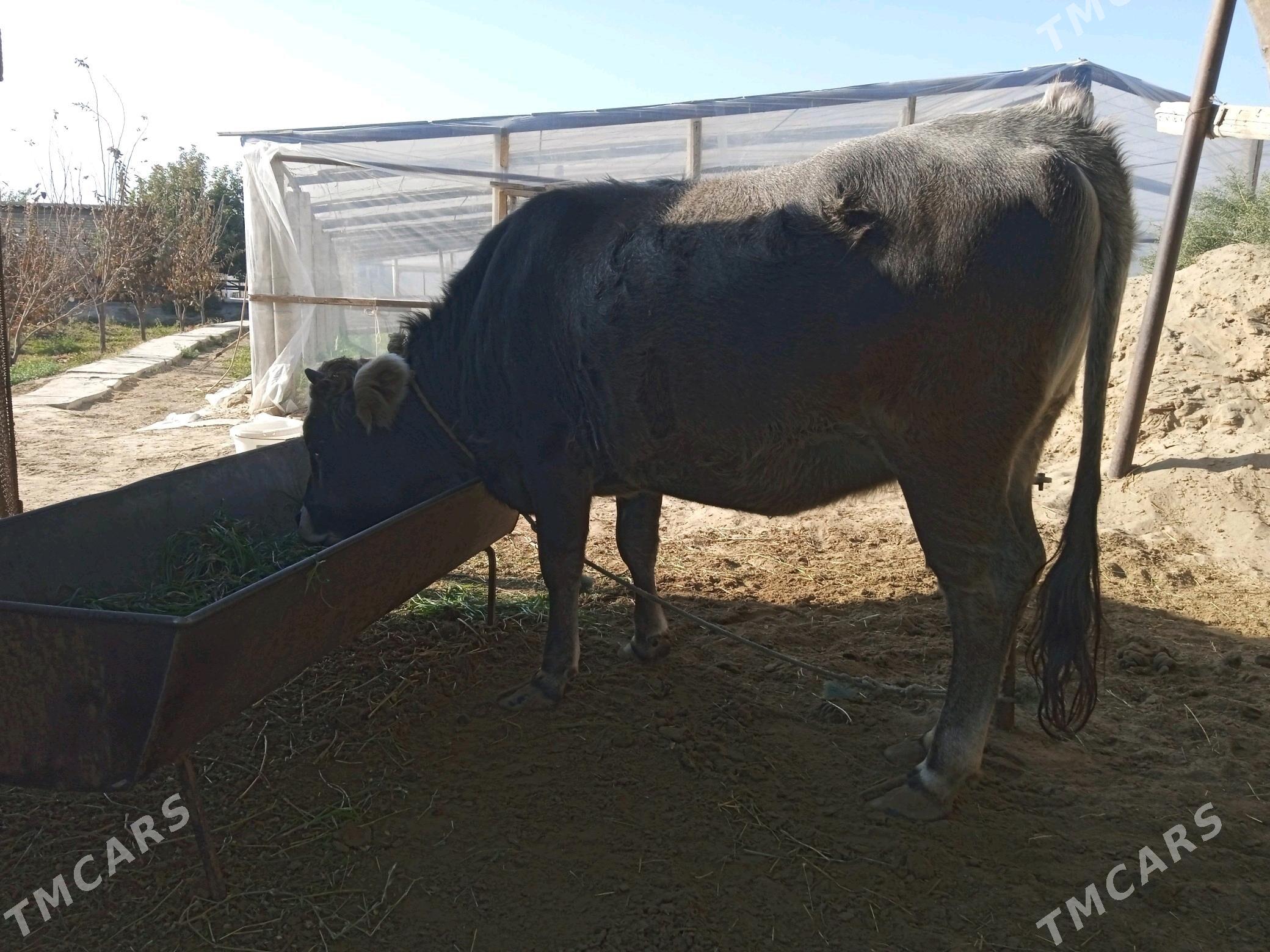 tüwe - Gökdepe - img 3