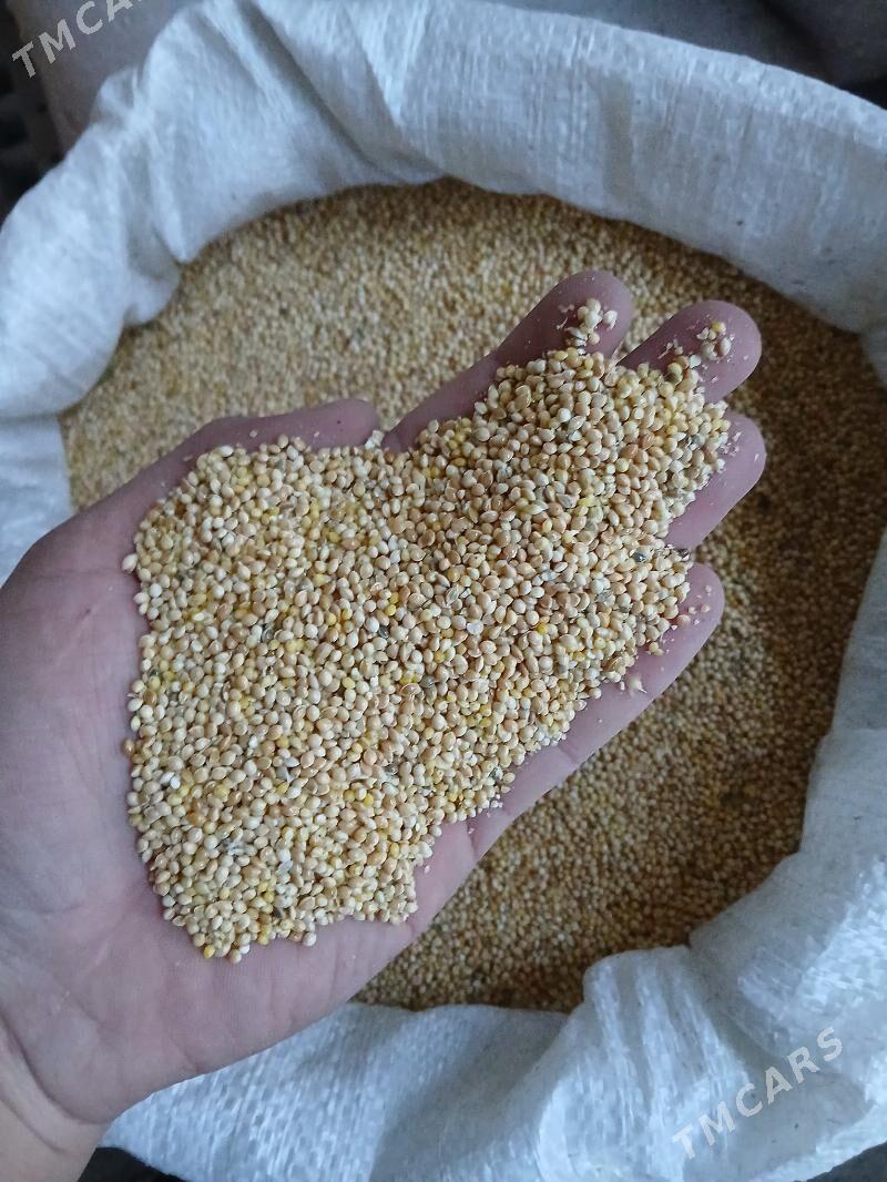 Dary iýimlik - Tejen - img 3