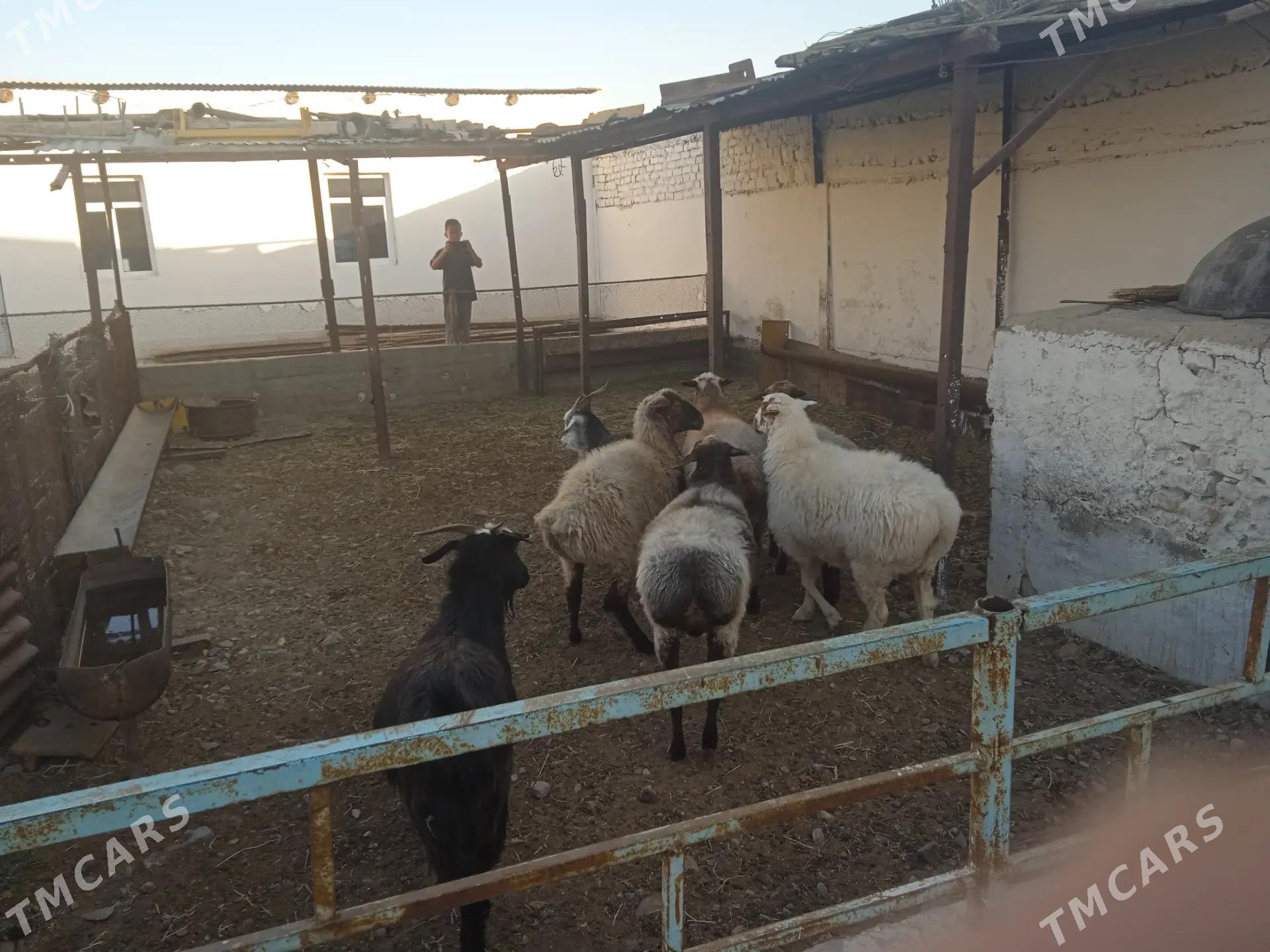 goyun - Гызыларбат - img 3