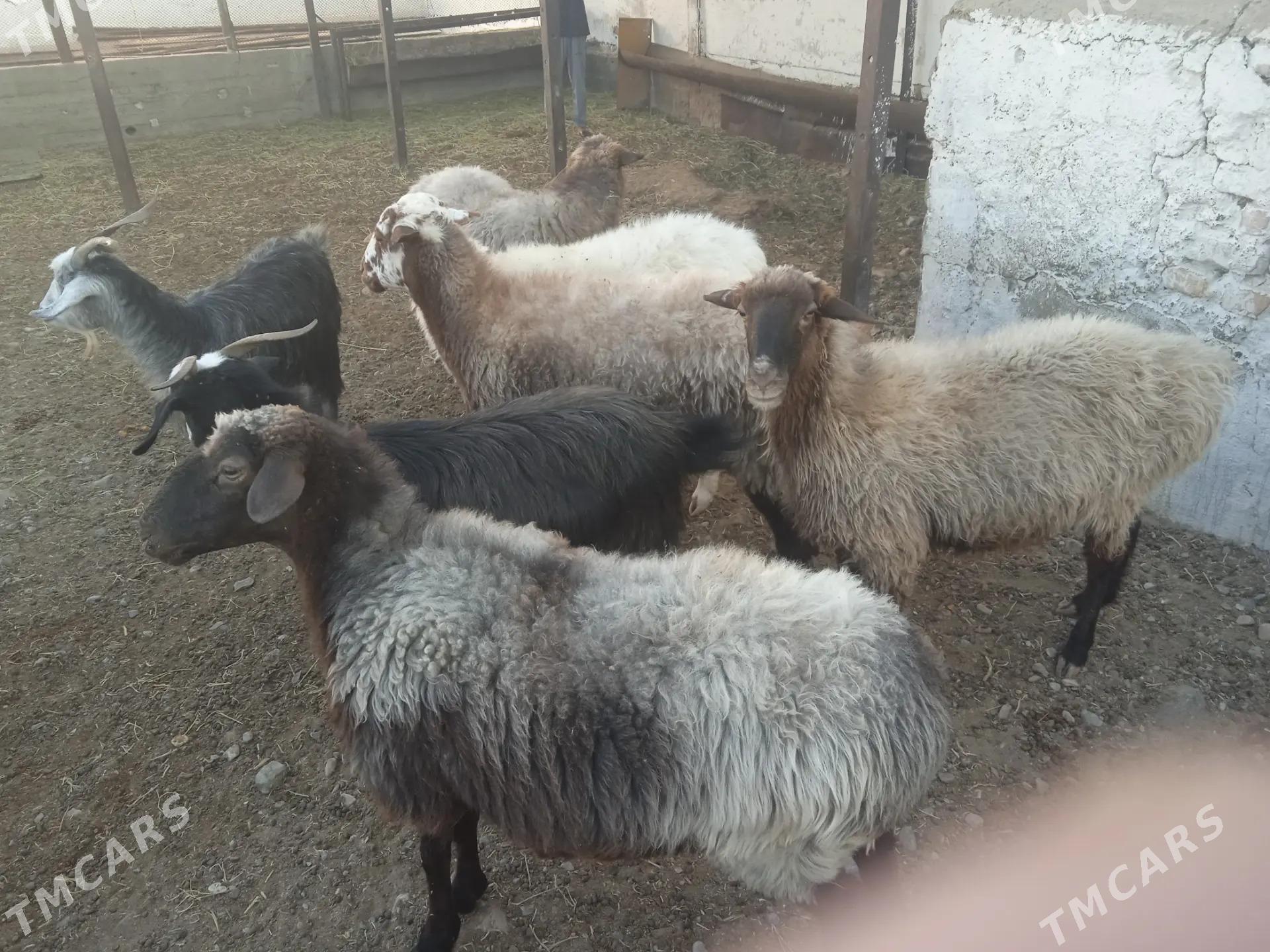 goyun - Гызыларбат - img 2