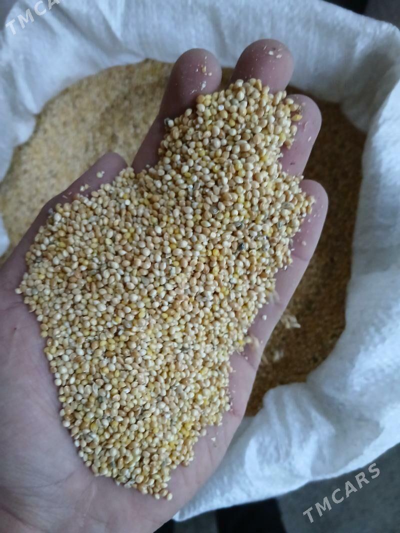 Dary iýimlik - Tejen - img 4