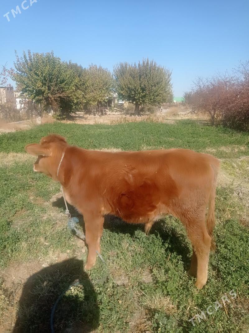 öküz - Farap - img 2