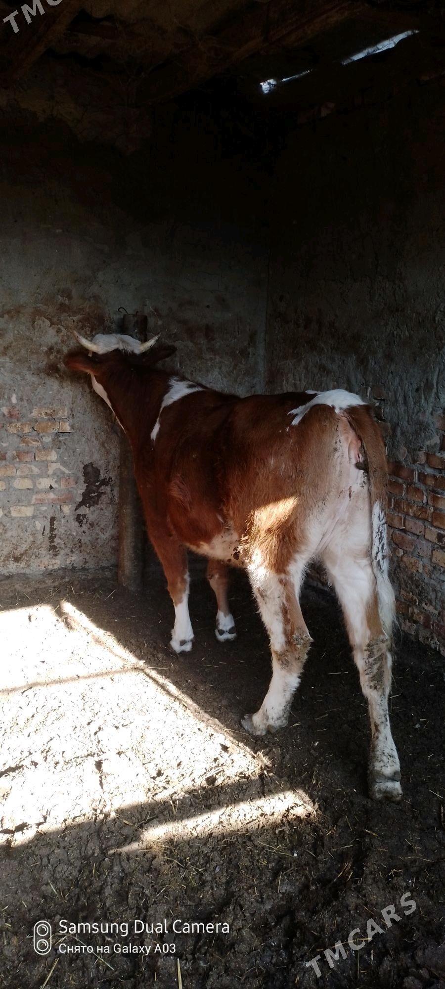 simetan tuwe - Гёкдепе - img 1