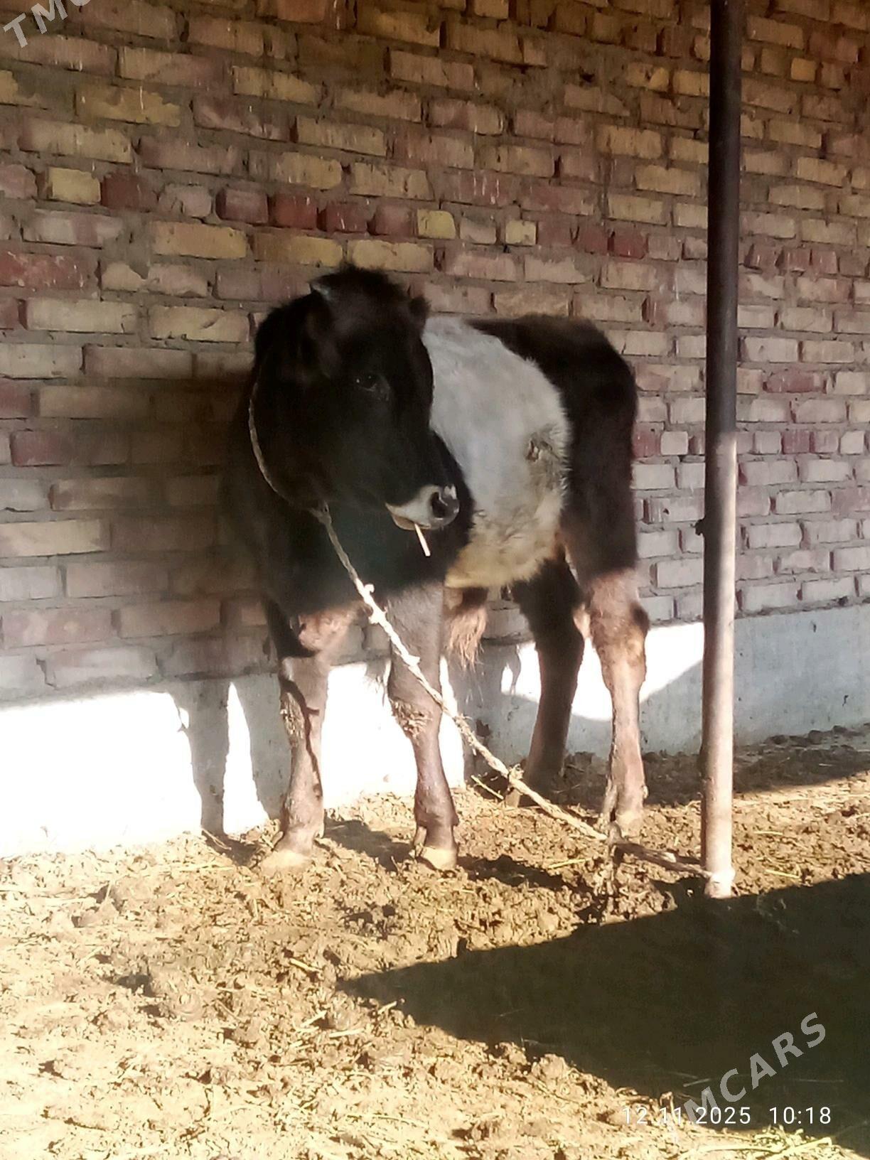 Tohum Öküz Gibrit 8 aýynda - Гёкдепе - img 3