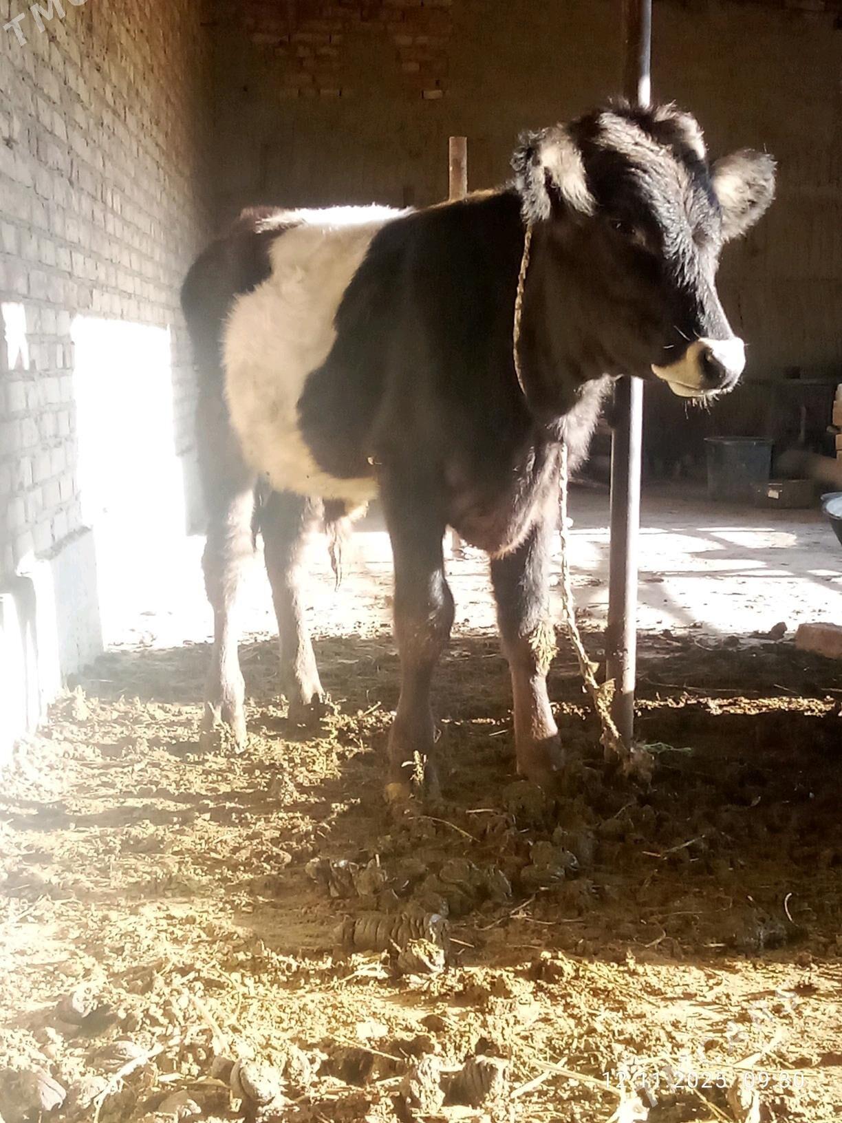 Tohum Öküz Gibrit 8 aýynda - Гёкдепе - img 4