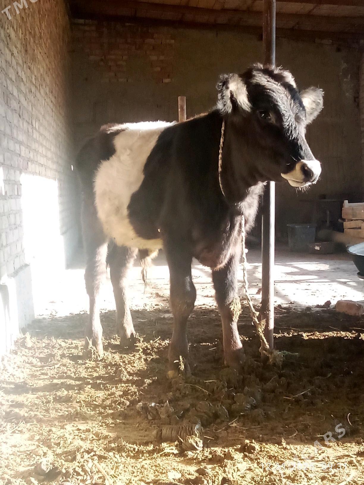 Tohum Öküz Gibrit 8 aýynda - Гёкдепе - img 2