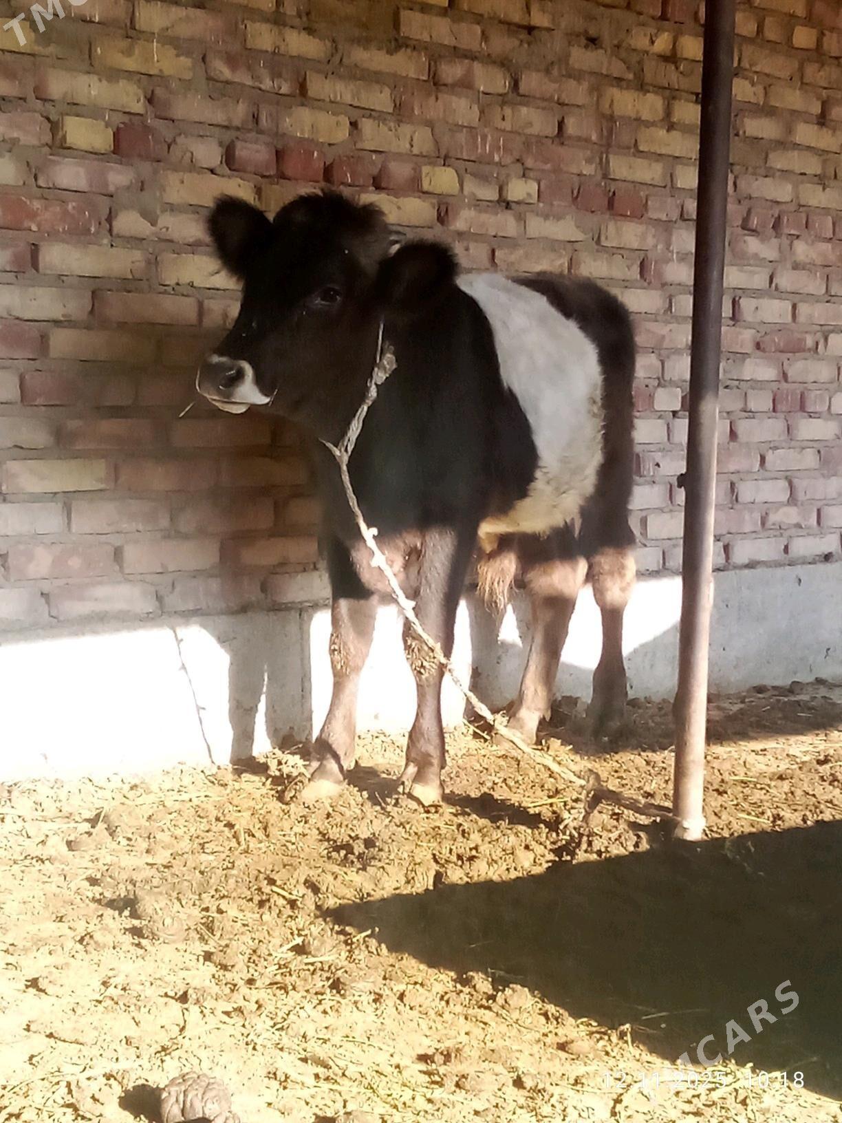 Tohum Öküz Gibrit 8 aýynda - Гёкдепе - img 5