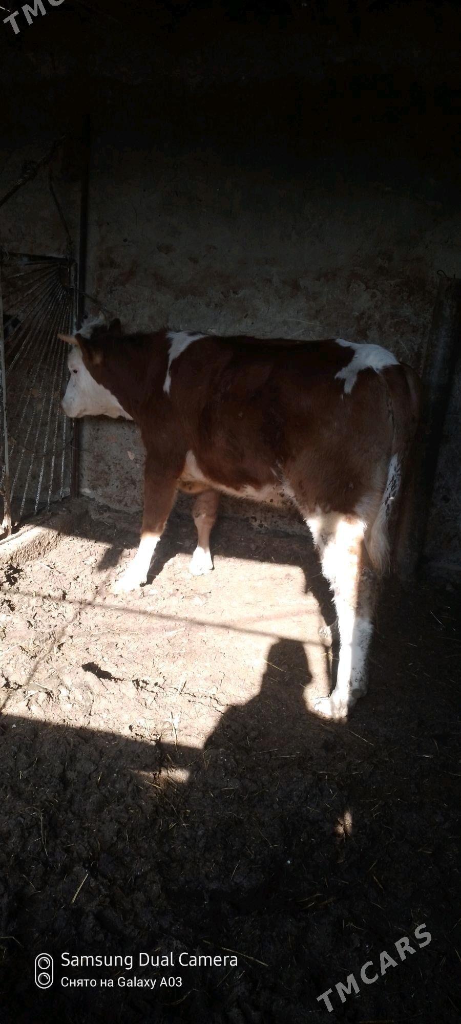 simetan tuwe - Гёкдепе - img 3