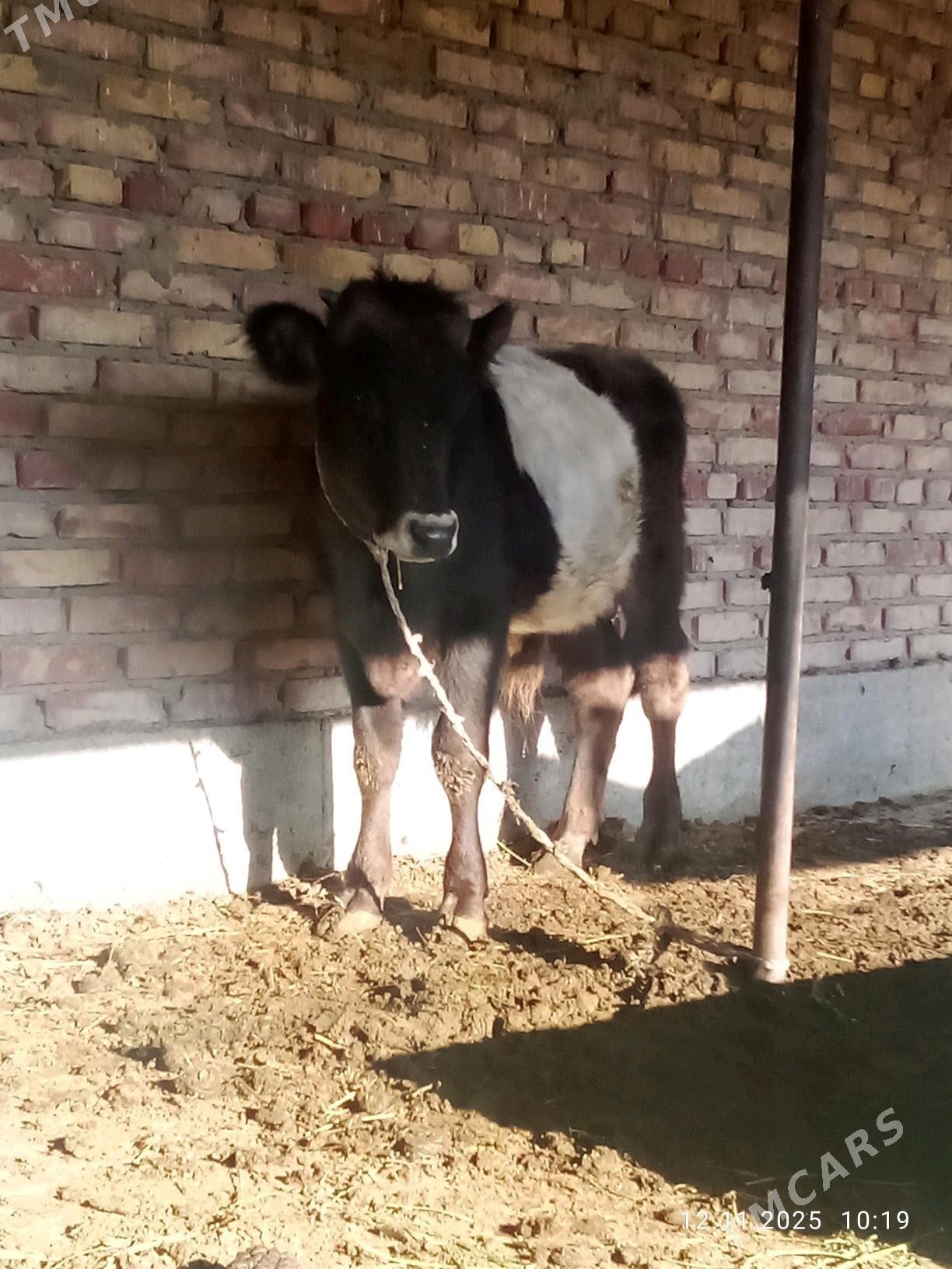 Tohum Öküz Gibrit 8 aýynda - Гёкдепе - img 6