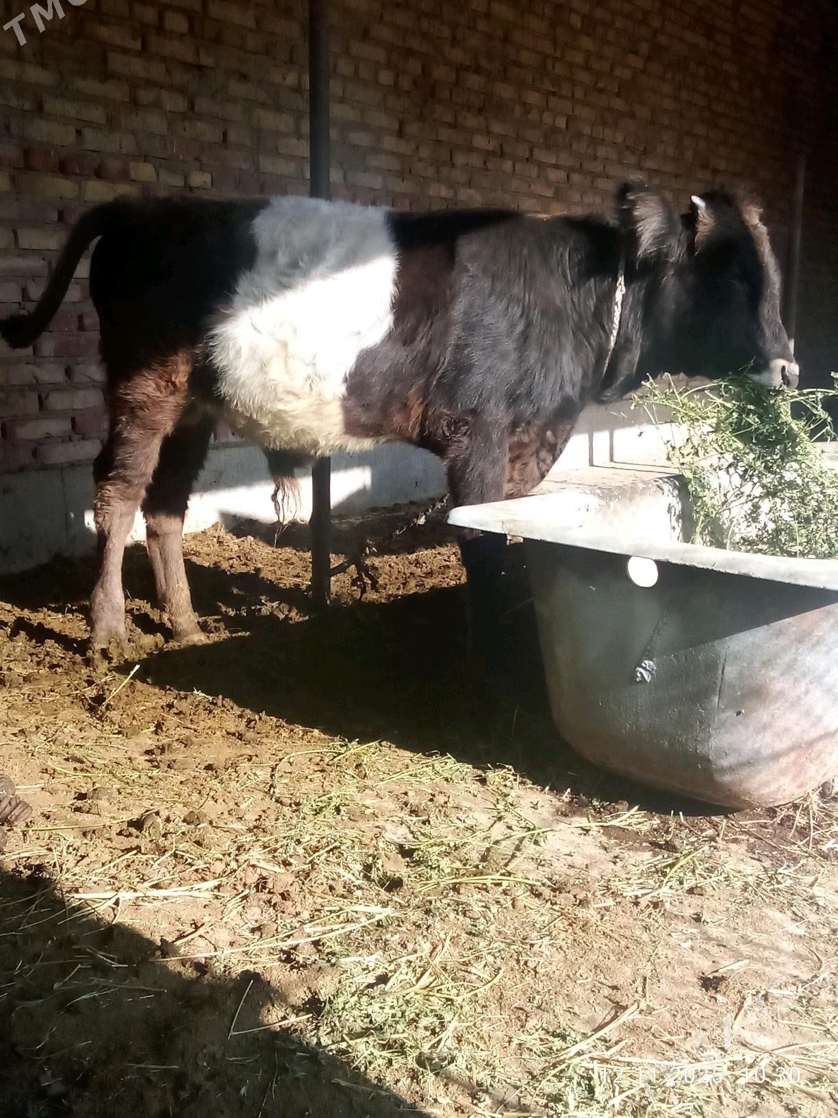 Tohum Öküz Gibrit 8 aýynda - Гёкдепе - img 7